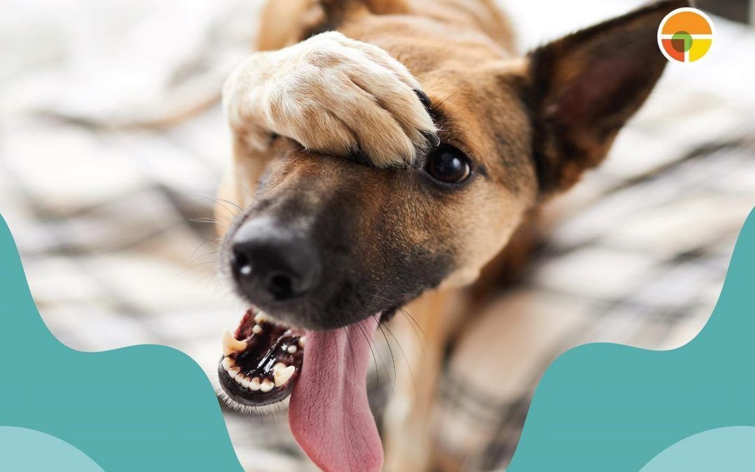 Forma parte de la iniciativa «Adopta, no compres» en la croquemaratón
