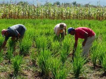 La Industria Arrocera garantiza el suministro y abastecimiento de este grano
