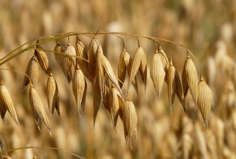 La avena cuenta con valiosas propiedades nutritivas