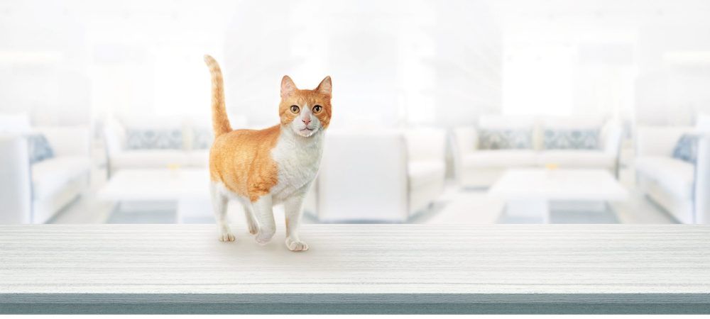 Cinco consejos para una alimentación en gatos