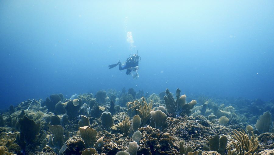 Al menos diez por ciento del área de arrecifes de coral del Arrecife Mesoamericano está completamente protegida de la pesca