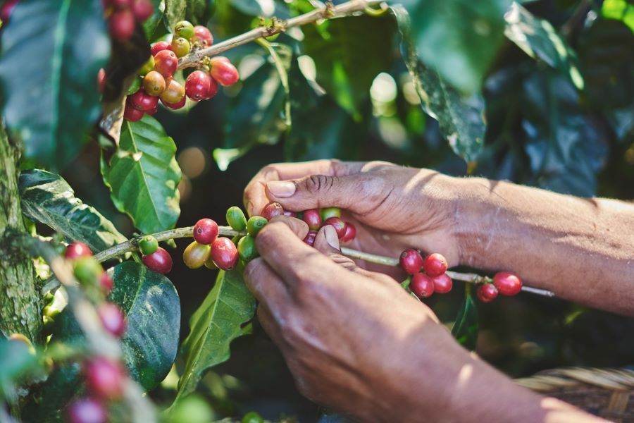 Nestlé presentó el plan Nescafé 2030 en beneficio de la región