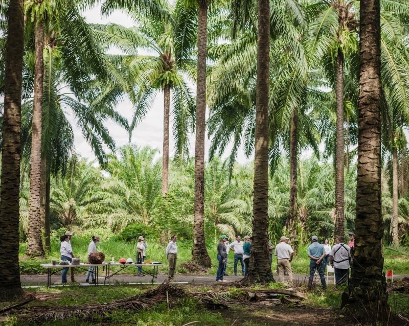 En el 2022 Guatemala supera el 1 millón de toneladas métricas de aceite de palma producidas