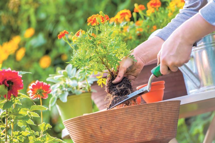 Acá te damos unos consejos para cuidar su jardín durante la época de lluvias