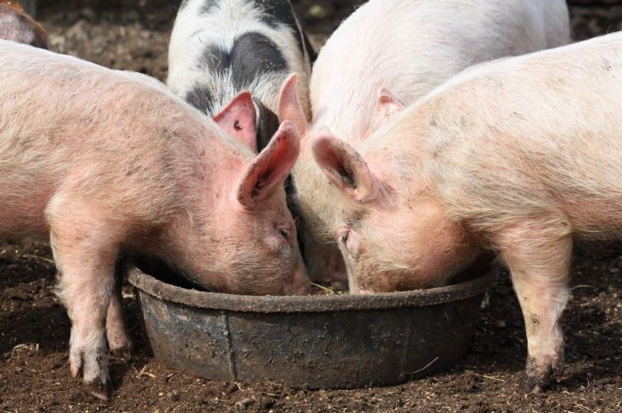 El contrabando de cerdos representa una amenaza para la seguridad alimentaria