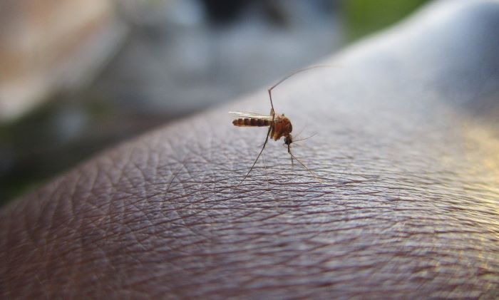 Protégete del dengue con productos efectivos para prevenir las picadura de mosquito