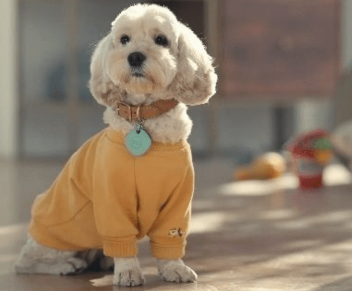 Consejos sobre los dispositivos y apps que te ayudaran a cuidar de tus mascotas