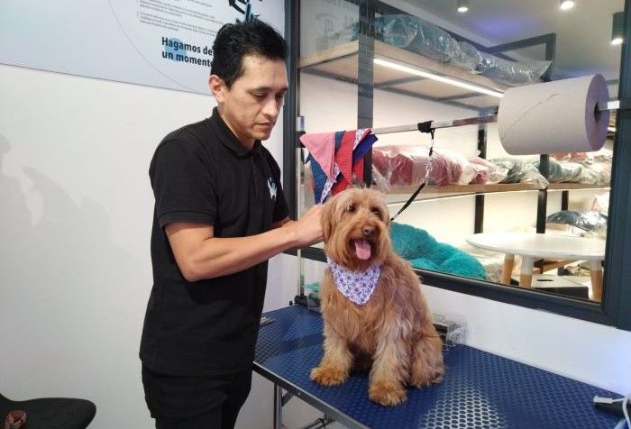 Lavakan revoluciona el grooming para perros y gatos