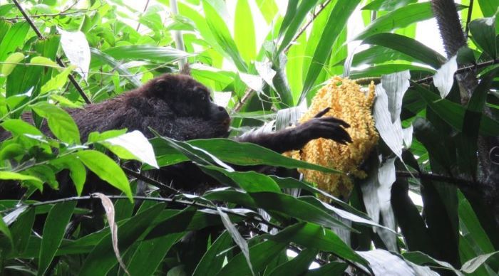 Surgen nuevos datos sobre la Conservación del Mono Aullador Negro en el Departamento de Izabal
