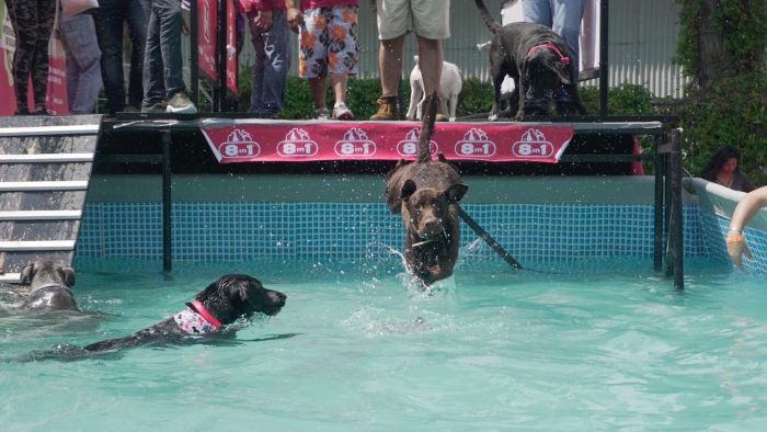 Se realizara la tercera edición del “Pet Fest”