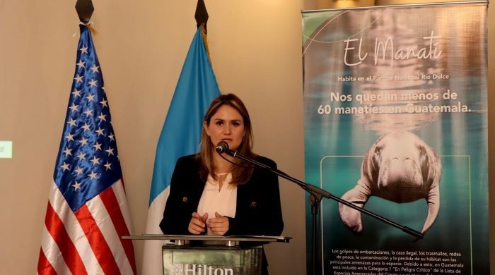 Lanzan llamado urgente para proteger al manatí en Guatemala