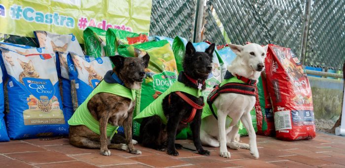 Nestlé Purina realizó la donación de 38 toneladas de alimento para perros y gatos en albergues de Guatemala