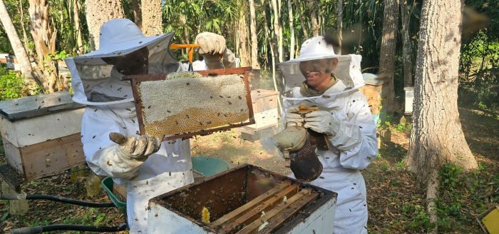 Trabajan por la apicultura en la Reserva de La Biósfera Maya