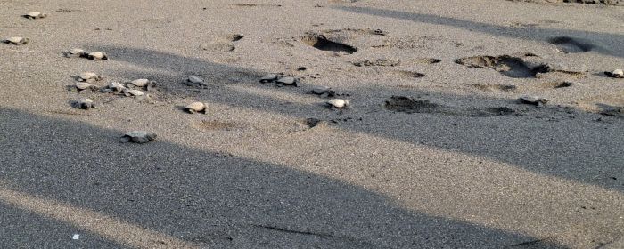 Lanzan un llamado para proteger a las tortugas marinas y la naturaleza en Guatemala