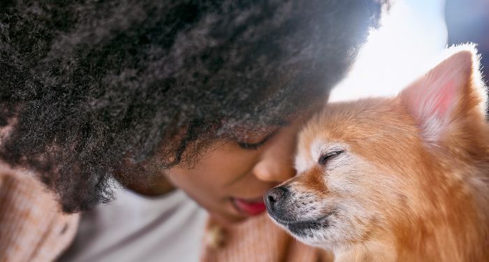 Perros mayores, corazones fieles: cómo cuidar a tu mascota en su etapa dorada