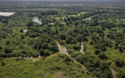 El gremio palmicultor guatemalteco reporta cumplimiento sostenido con respaldo satelital