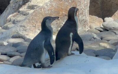 Nancy y Campito se integran a la familia del Zoológico la Aurora
