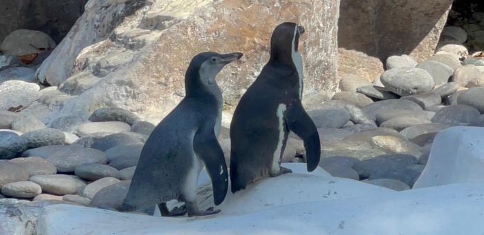 Nancy y Campito se integran a la familia del Zoológico la Aurora