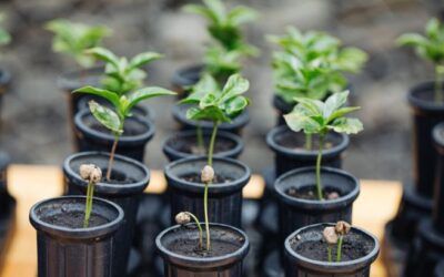 Starbucks llega a 100 millones de árboles de café donados a agricultores