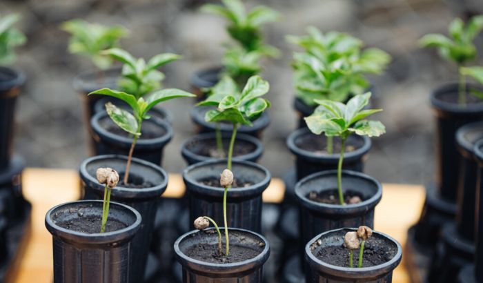 Starbucks llega a 100 millones de árboles de café donados a agricultores