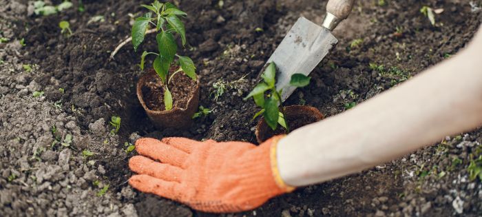 Una donación de Q10.00 puede convertirse en tres nuevos árboles para los bosques de Guatemala