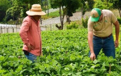 Foragro impulsa la eficiencia y la tecnificación para fortalecer las cosechas en Guatemala