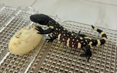 Se da un histórico nacimiento de tres crías de Heloderma charlesbogerti fortalece la conservación de esta especie