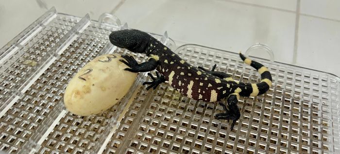 Se da un histórico nacimiento de tres crías de Heloderma charlesbogerti fortalece la conservación de esta especie