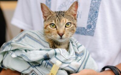 Purina Cat Chow impulsa jornadas de castración para el bienestar felino