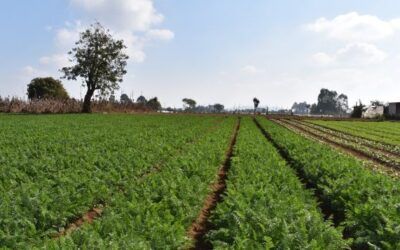 El cambio climático extremo obliga a los agricultores a preparar las cosechas