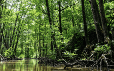 ¿Sabías que existe un bosque capaz de proteger al mar y a las comunidades costeras?