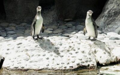 ¿Ya conoces a Jorge y Carlos? Los nuevos pingüinos que roban corazones en La Aurora