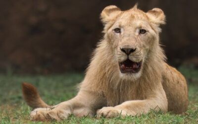 Conoce los leones blancos y las nuevas experiencias del Zoológico La Aurora