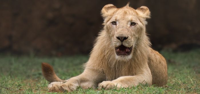 Conoce los leones blancos y las nuevas experiencias del Zoológico La Aurora
