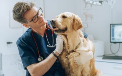 Tu perro no puede decirte que algo cambió, pero sí puede mostrártelo
